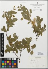 Foto von Salix myrsinifolia Salisb.
